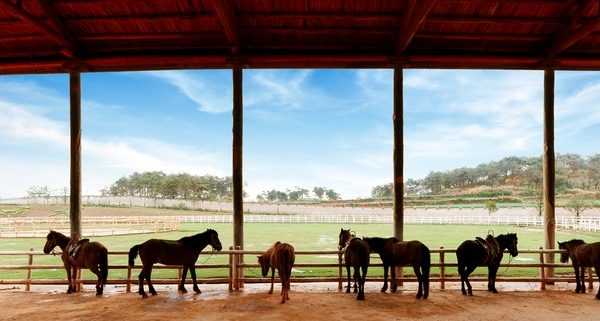 Horse Property Loan Pic